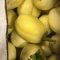 Fresh Garden Egg (on order )