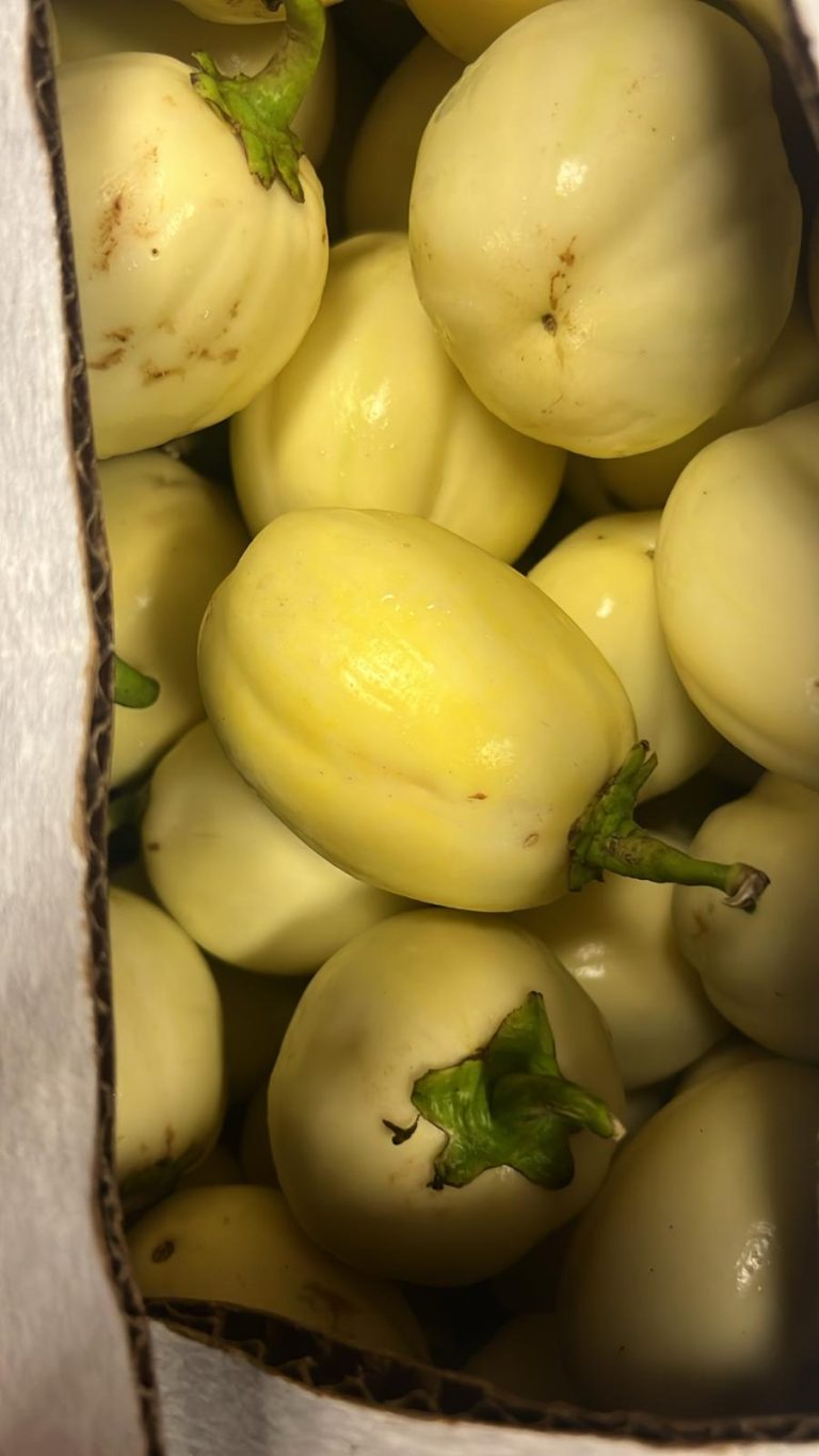 Fresh Garden Egg (on order )