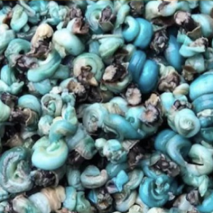 Periwinkle Snails|1lb