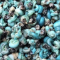 Periwinkle Snails|1lb