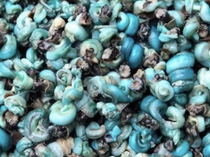 Periwinkle Snails|1lb