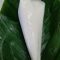 Fresh Nigerian Agidi (Eko) corn pudding in banana leaves
