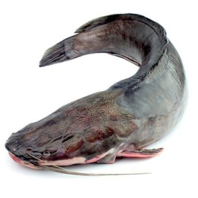 Cat Fish