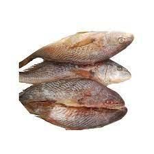 Croacker Fish - Per lbs
