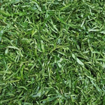 Okazi Leaves (ERU-Afang Leaves)