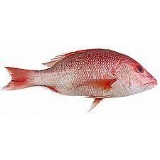 Red Snipper Fish (Frozen)