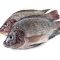 Tilapia Fish