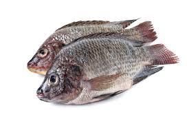 Tilapia Fish