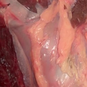Beef Shanks Half  Box